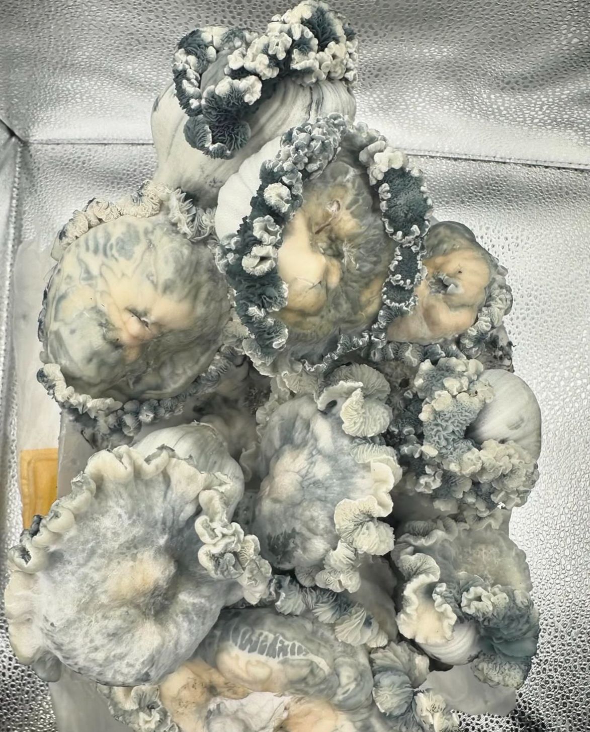 Microdosis Nutcracker Blob