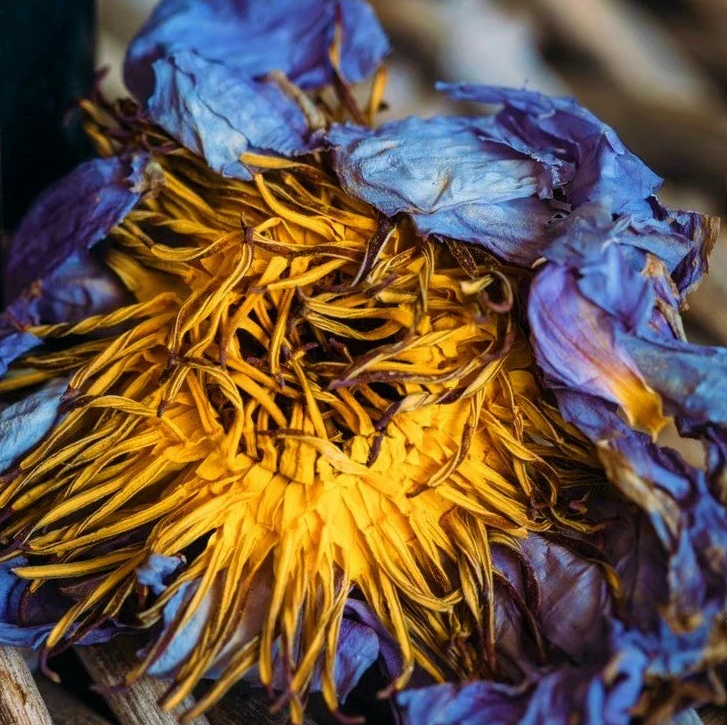 1 Paquete De Flores De Loto Azul