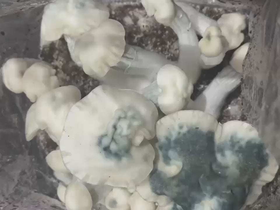 Cargar video: 
